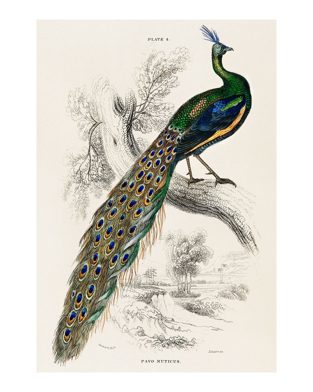 Majestic male peafowl vintage illustration wall art print and poster design remix from original artwork.
