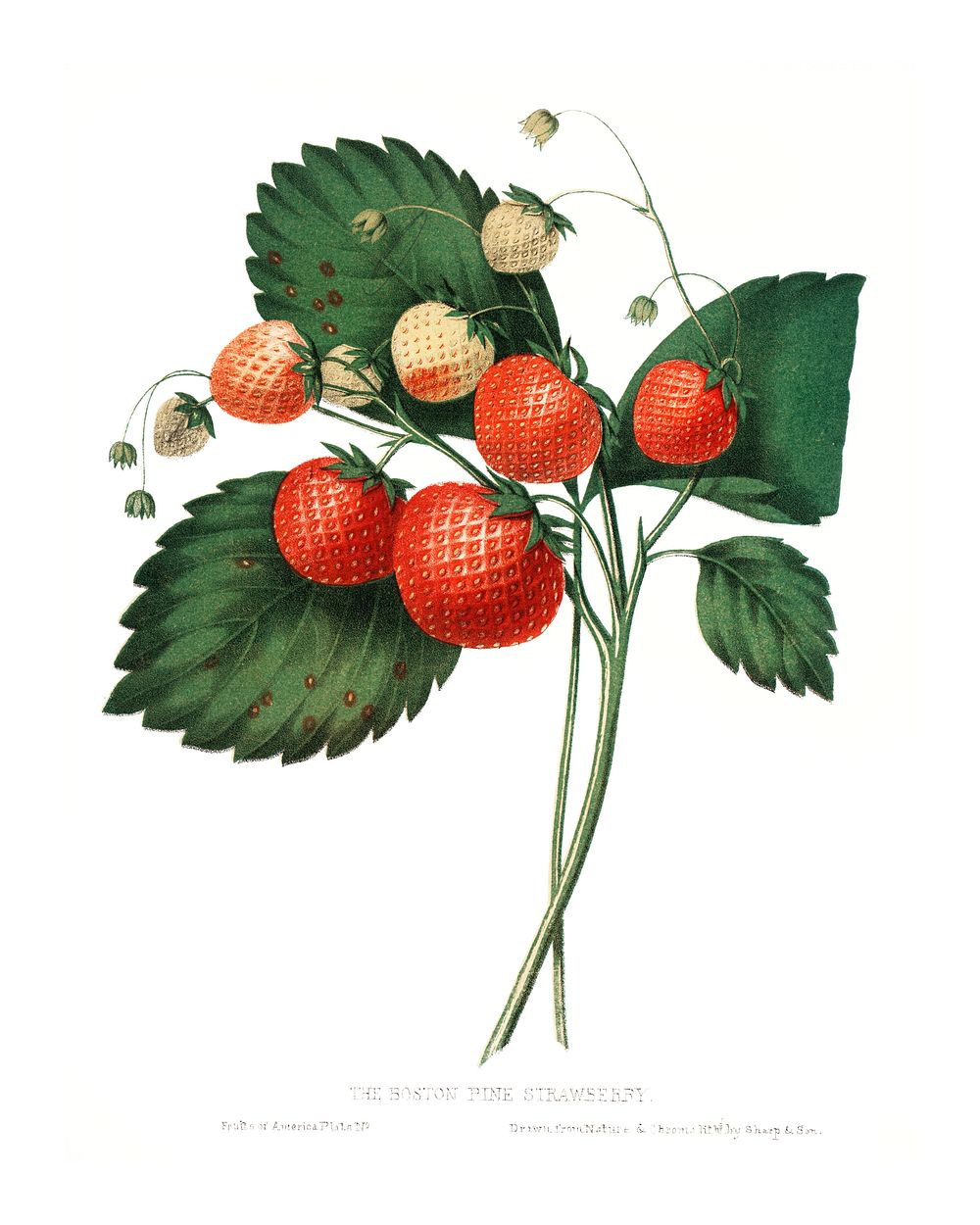 The Boston Pine Strawberry vintage illustration by Charles Hovey. 
