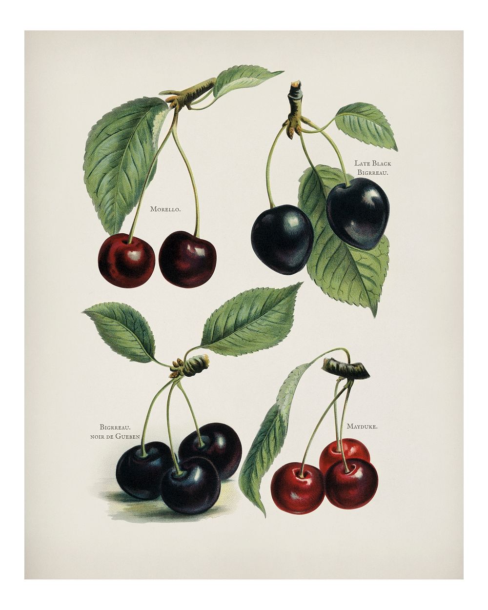 Cherry vintage illustration wall art print and poster design remix from the original artwork.