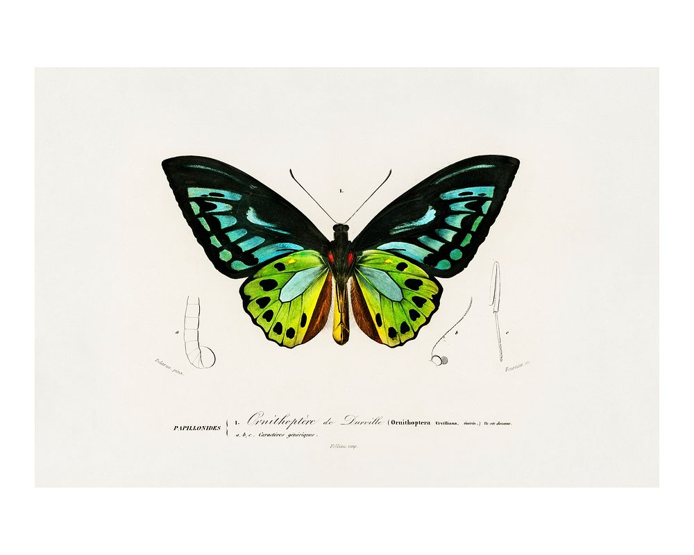 Green birdwing butterfly vintage illustration by Charles Dessalines D' Orbigny. Digitally enhanced by rawpixel.