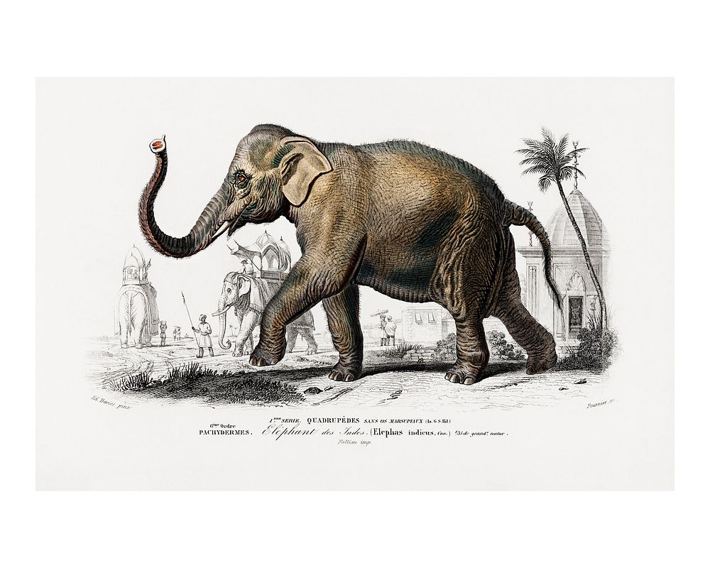 Asiatic elephant vintage illustration wall art print and poster design remix from the original artwork.
