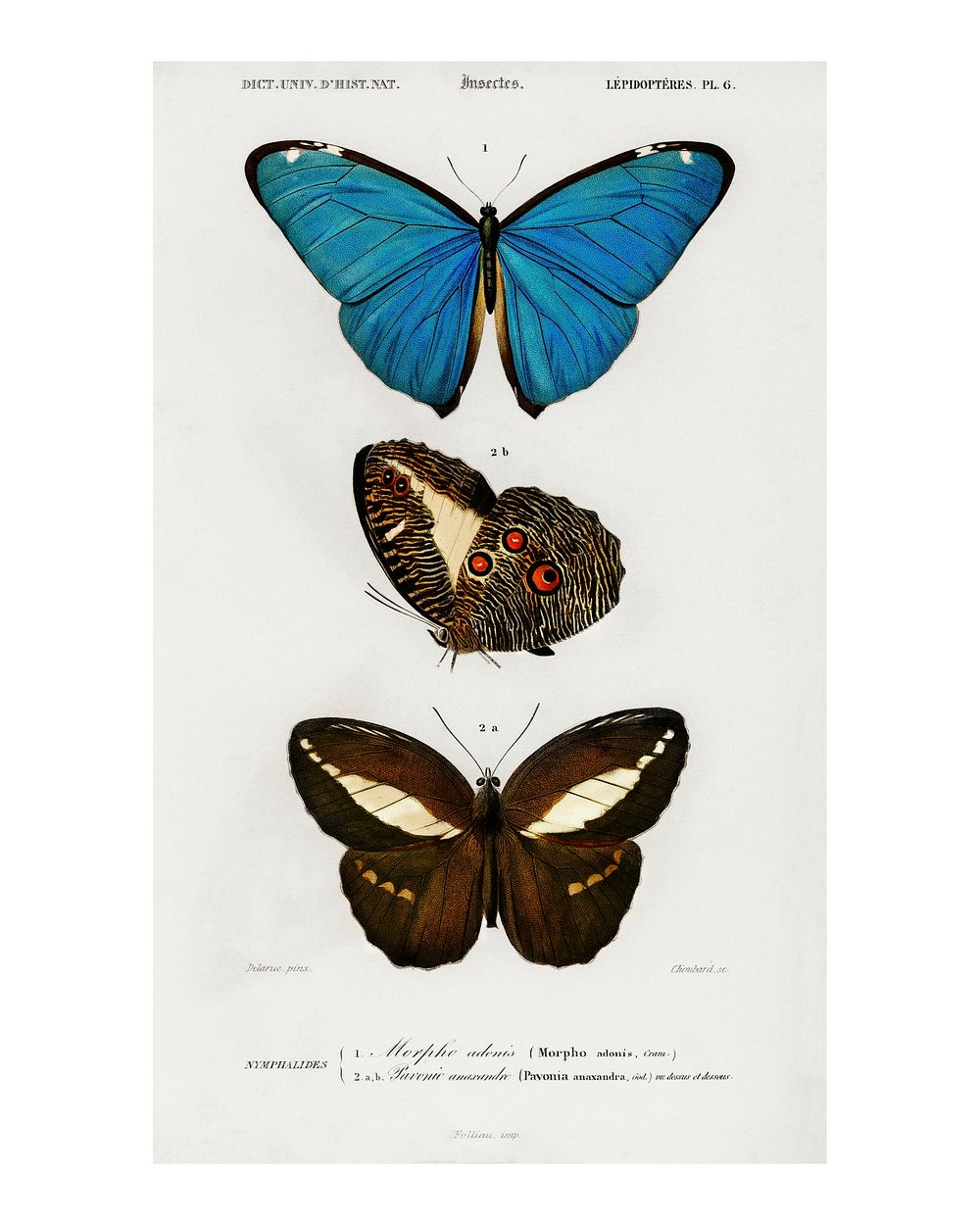 Different types of butterfly vintage illustration wall art print and poster design remix from the original artwork.