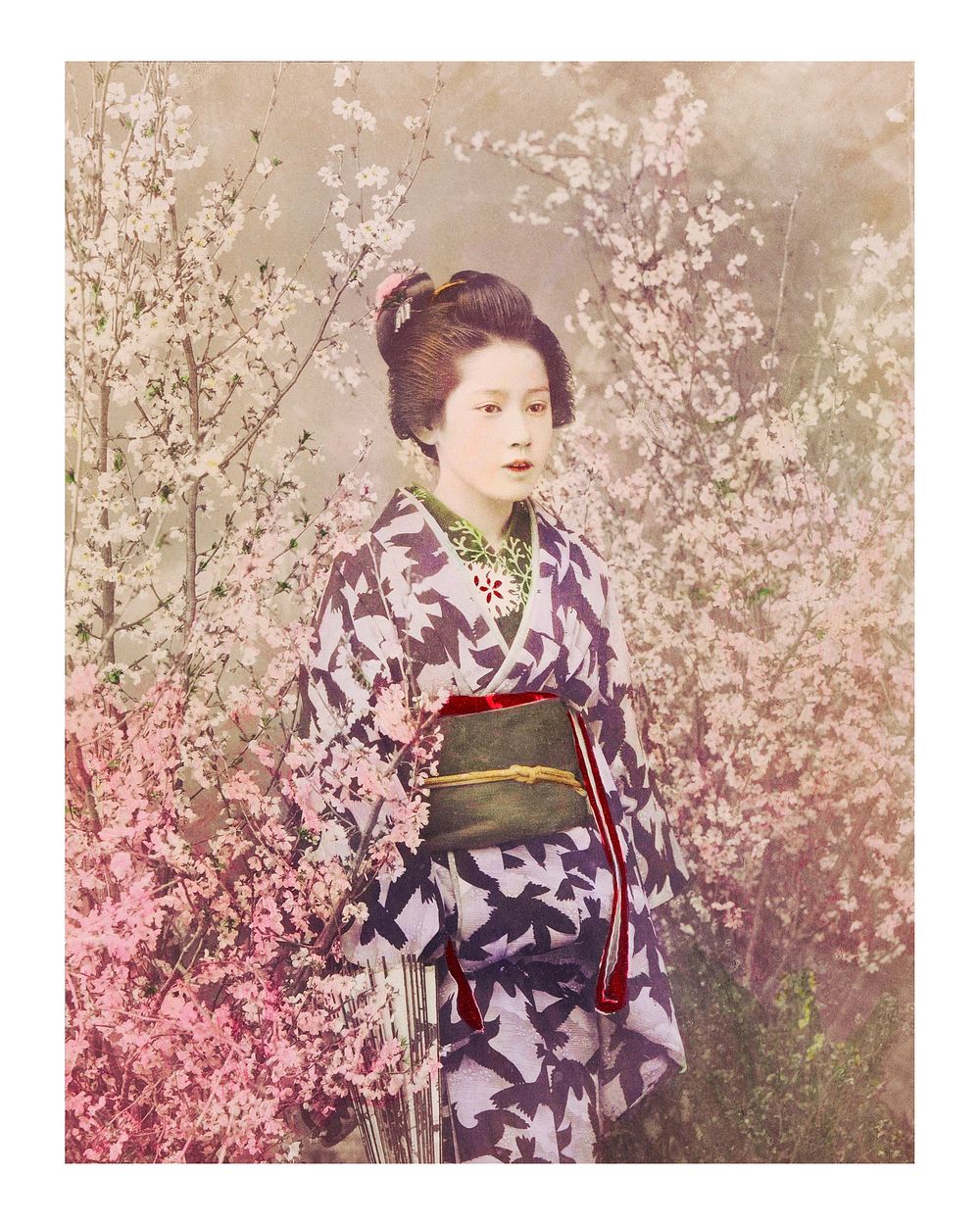 Geisha and cherry blossom vintage illustration wall art print and poster design remix from the original artwork.