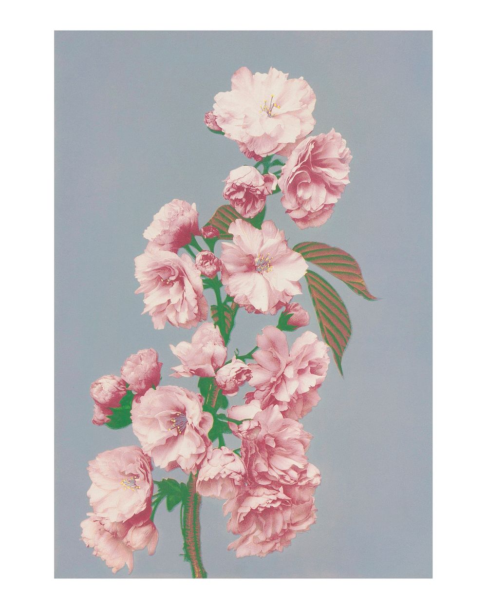 Vintage cherry blossom wall art print and poster design remix from the original artwork.