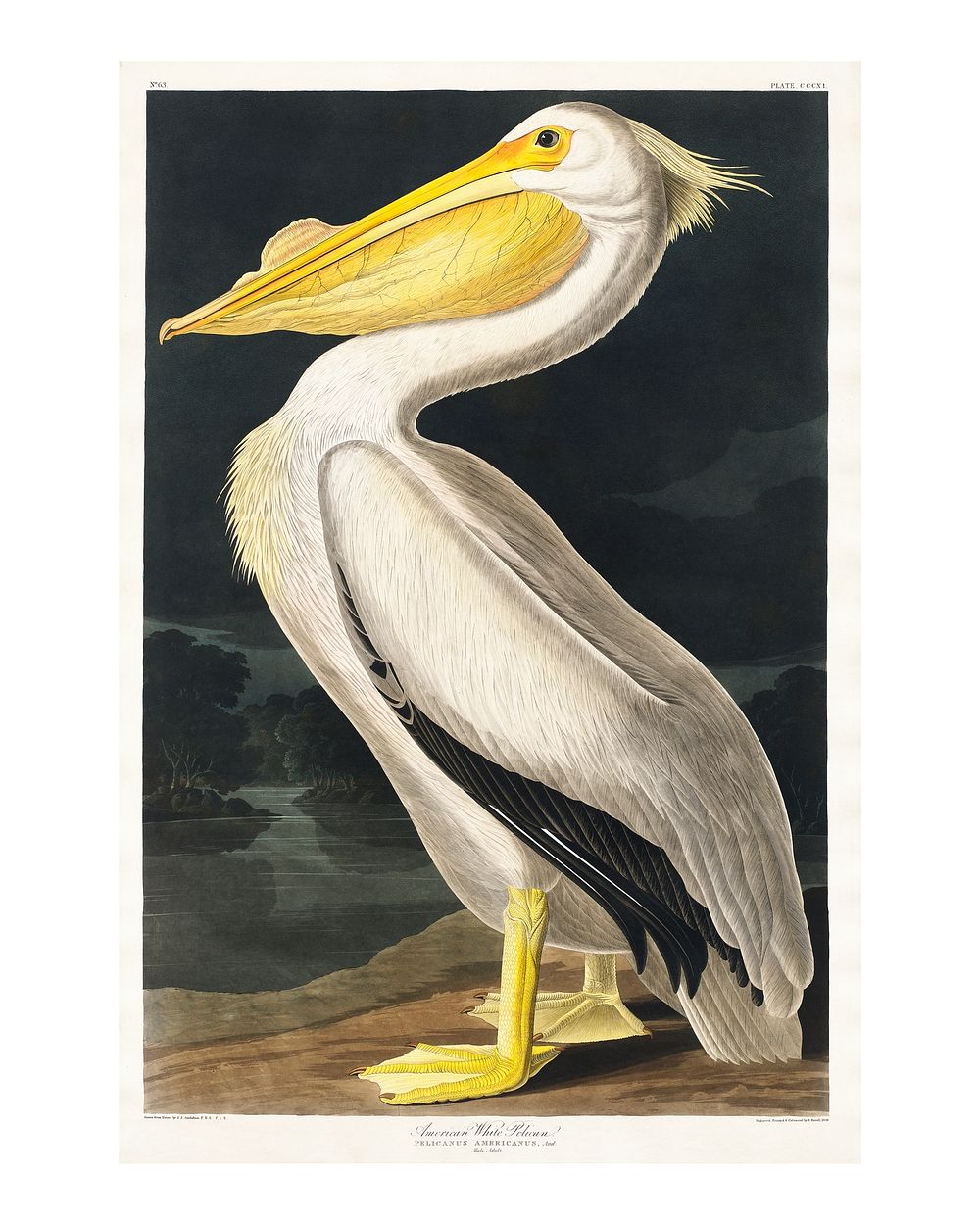 American White Pelican from Birds of America vintage illustration by John James Audubon. Digitally enhanced by rawpixel.