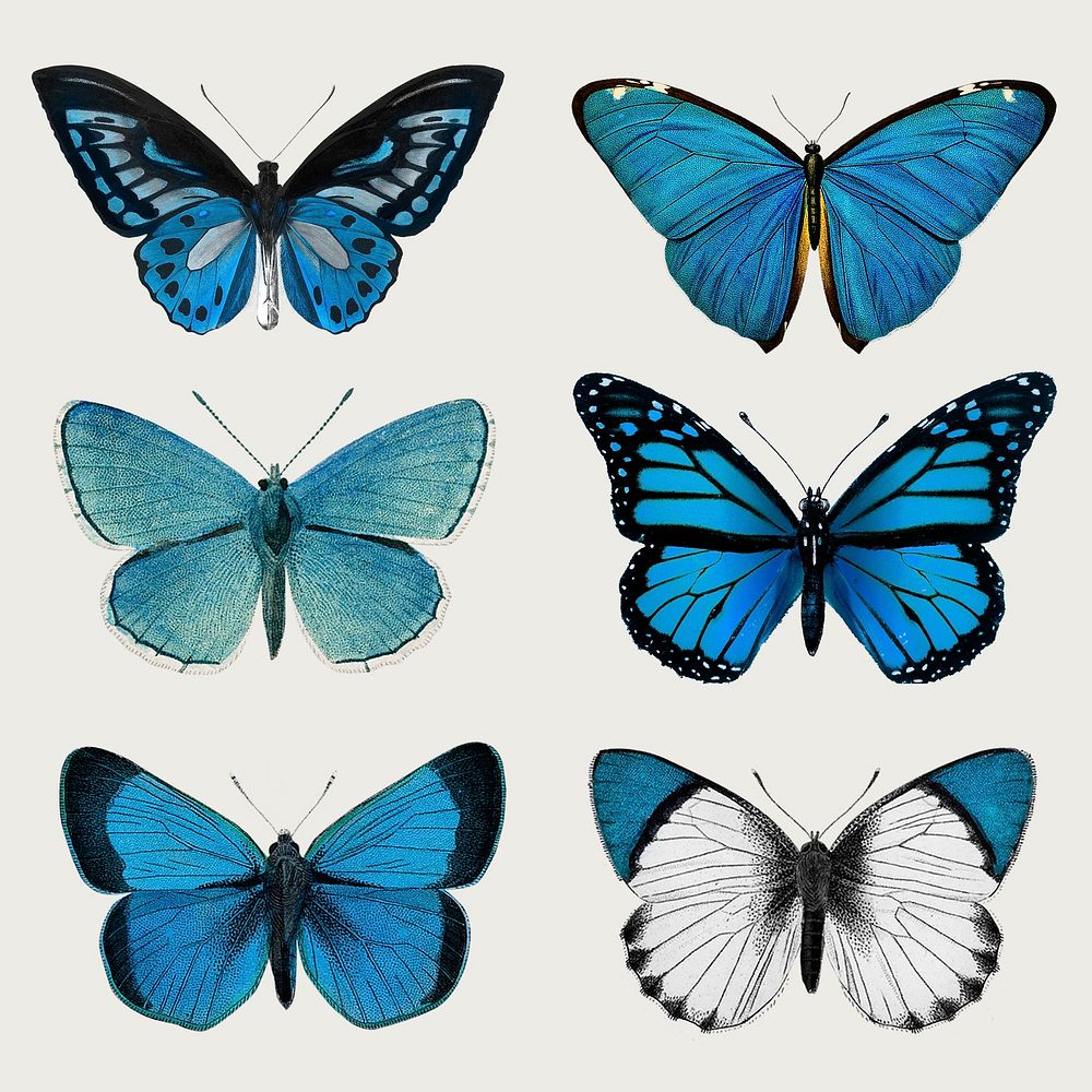 Vintage Common Blue butterflies illustration design element set