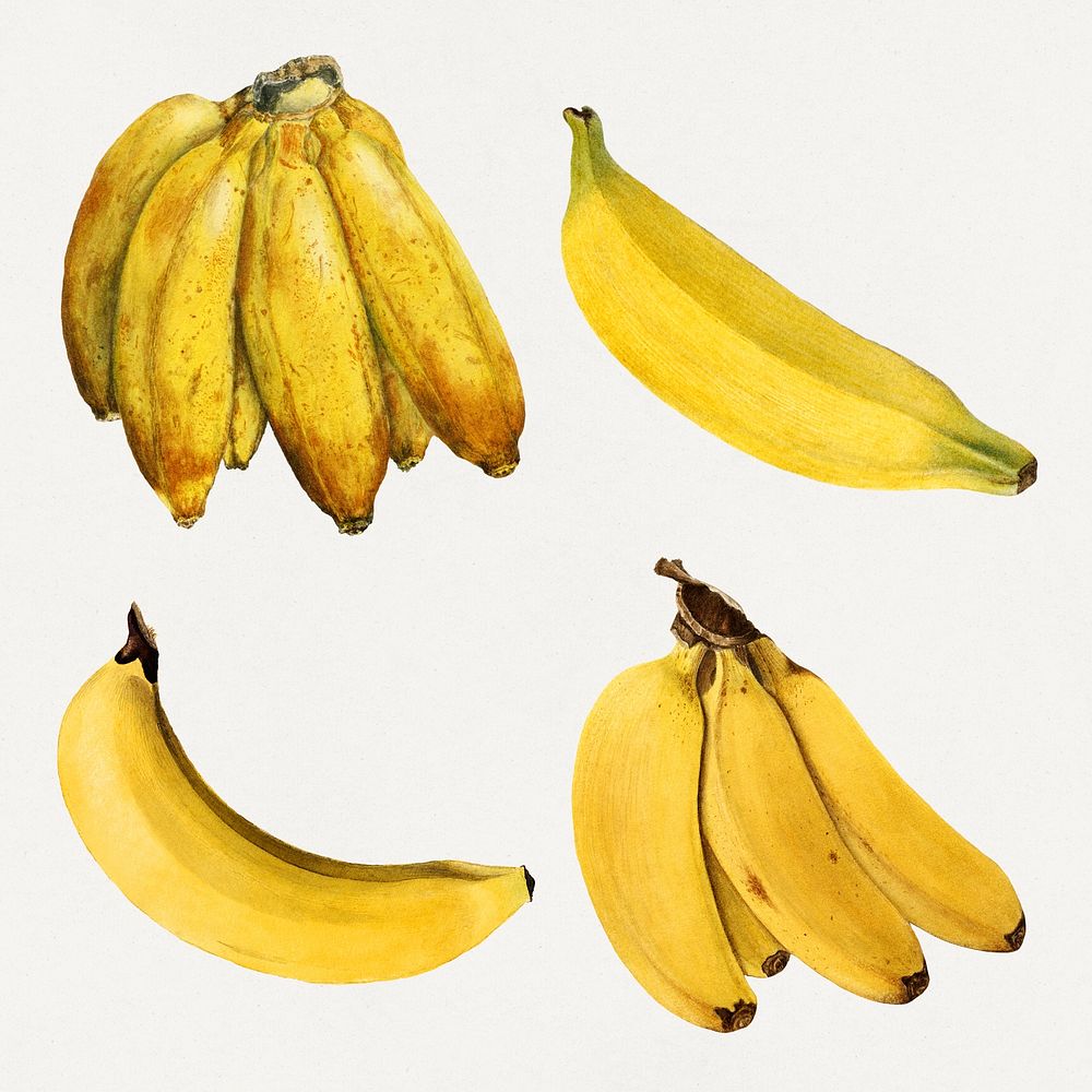 Detailed hand drawn fresh banana set