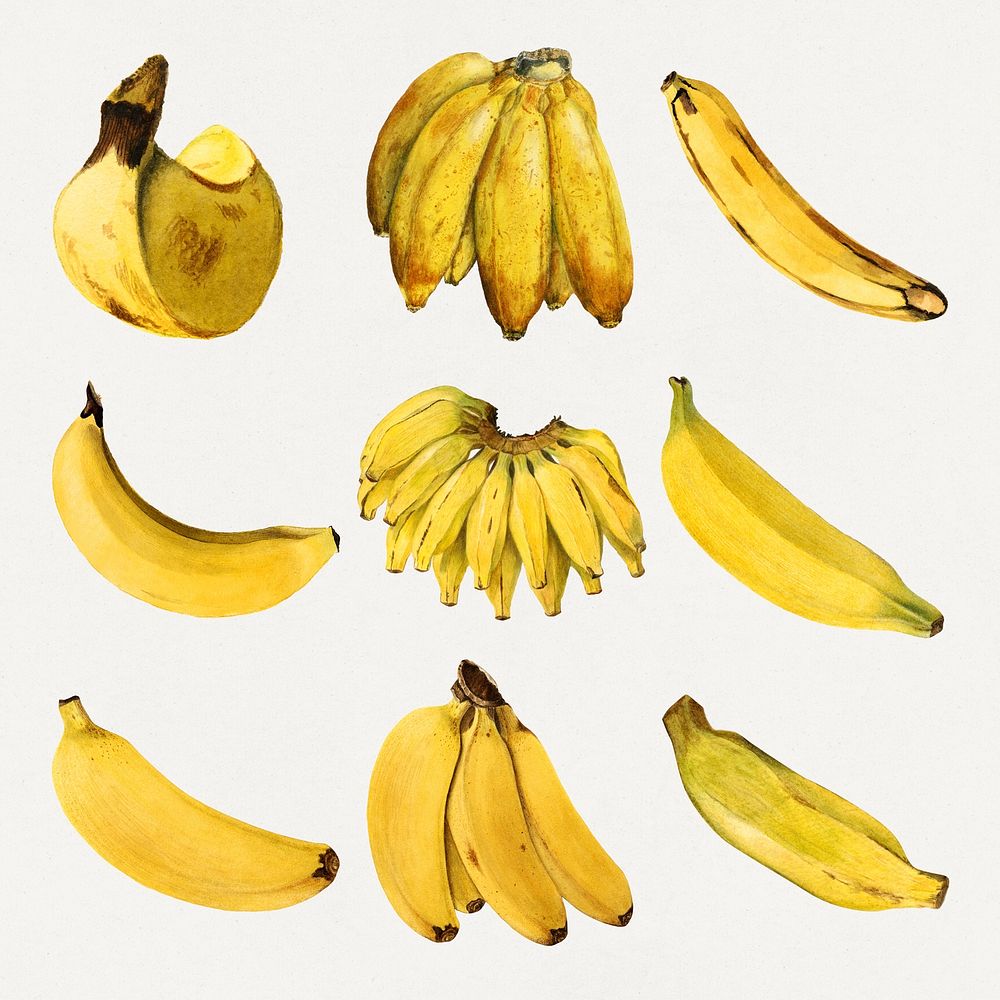 Detailed hand drawn fresh banana set