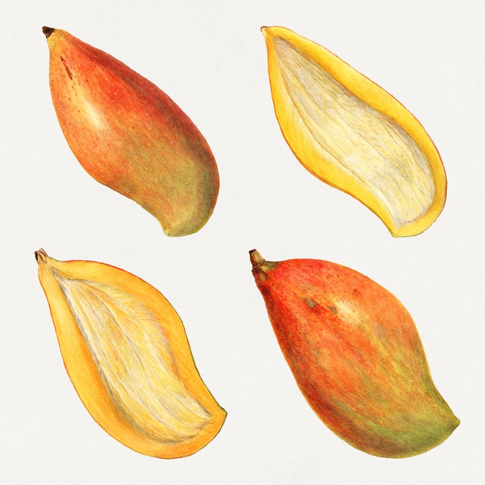 Detailed hand drawn fresh mango set