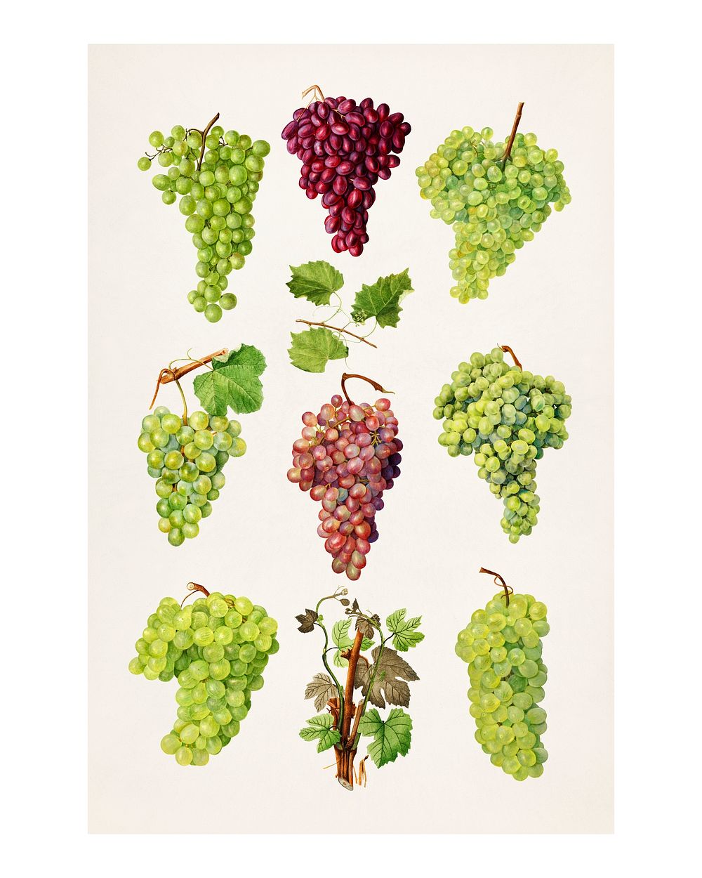 Hand drawn natural fresh grape collection