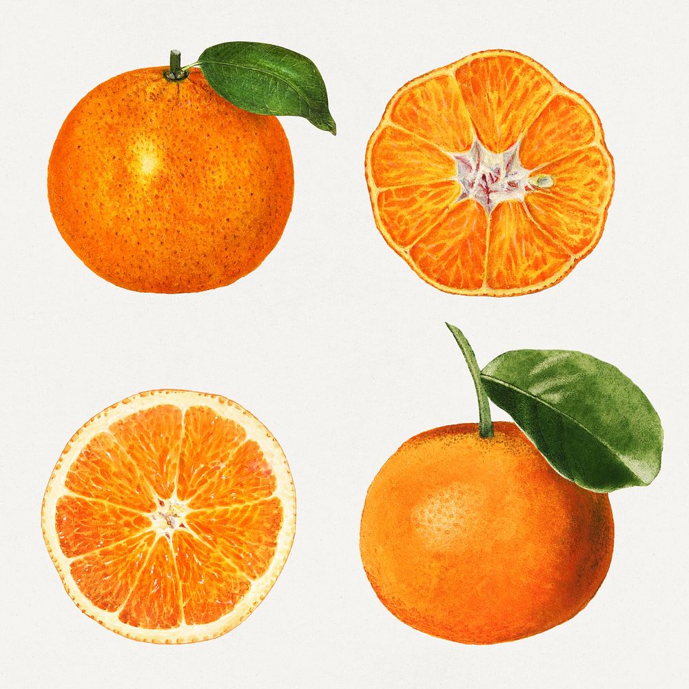 Detailed hand drawn fresh orange set