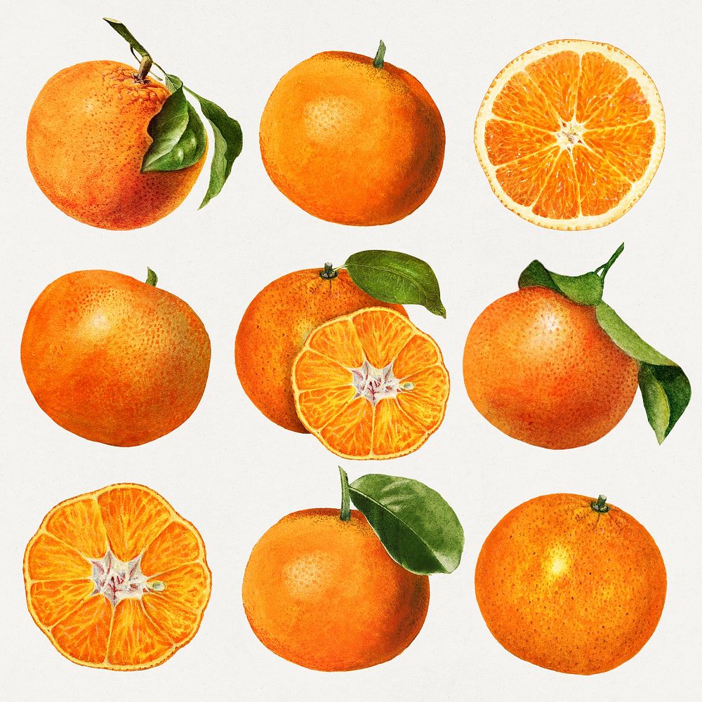 Hand drawn natural fresh oranges set vector