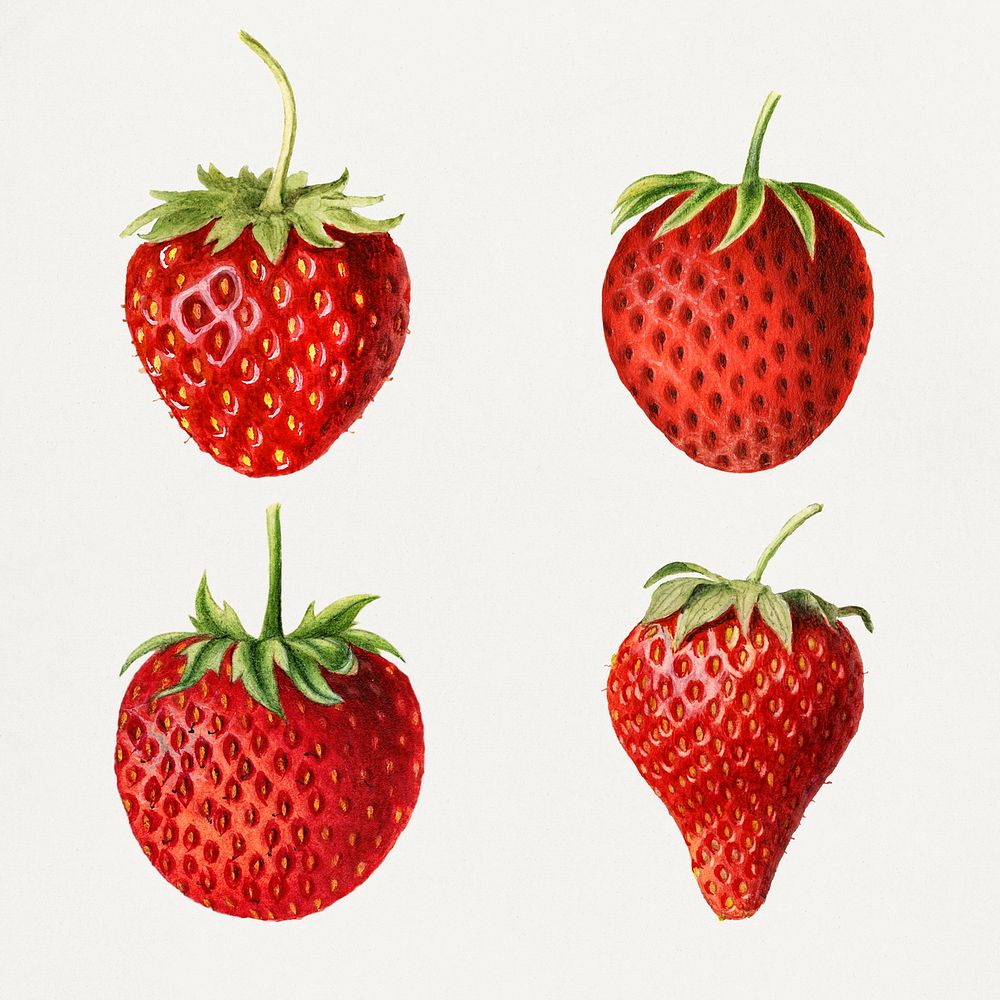 Detailed hand drawn fresh strawberry set