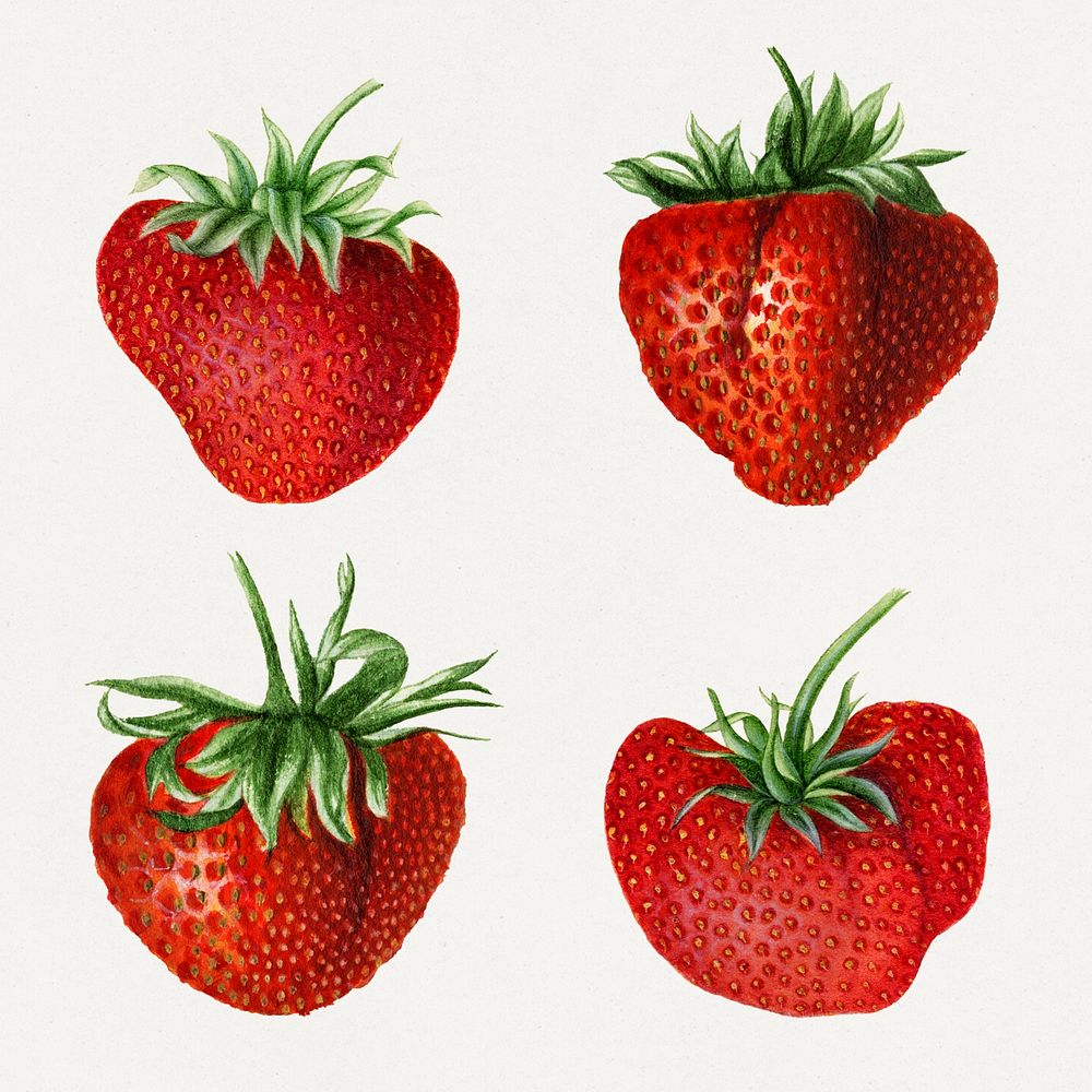 Detailed hand drawn fresh strawberry set