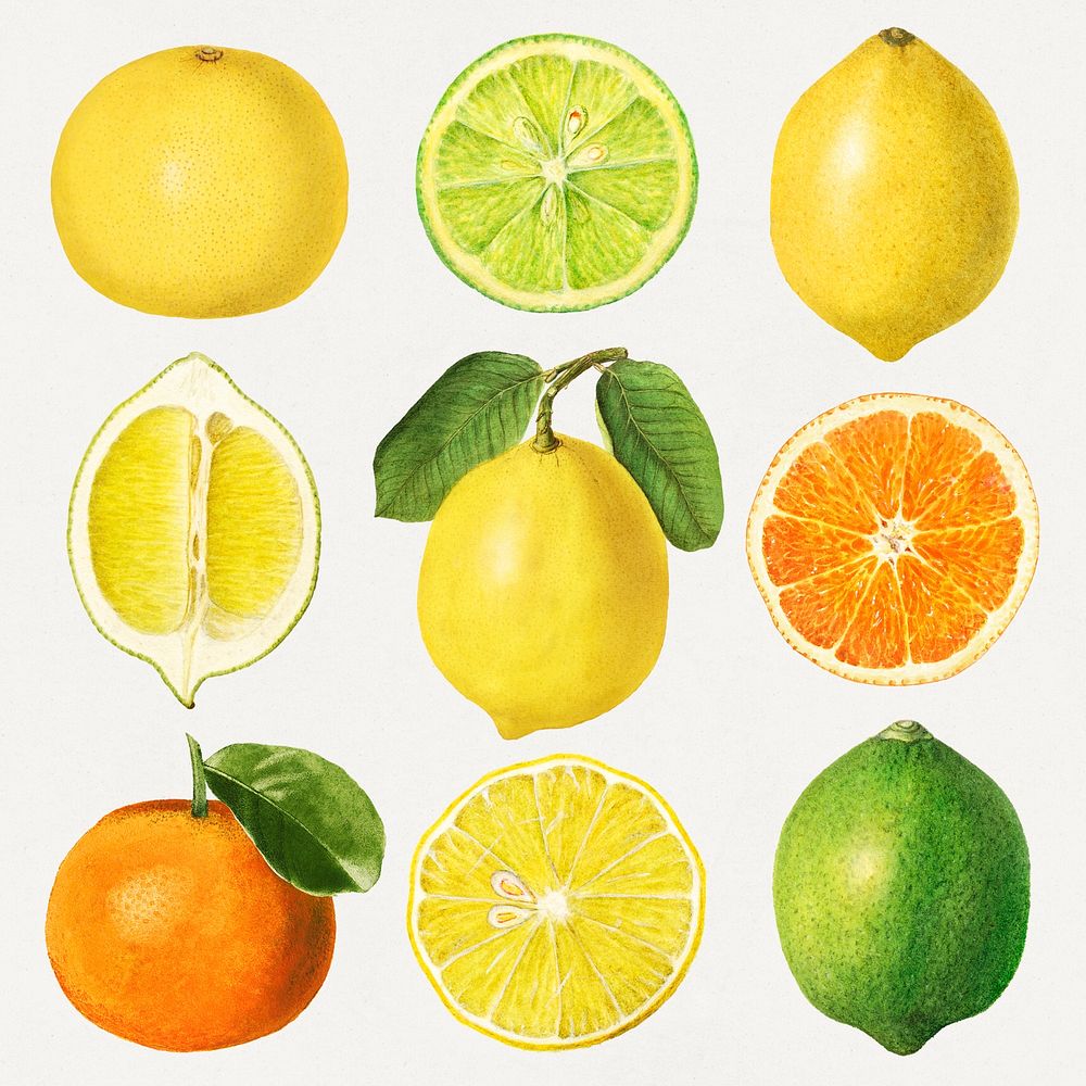 Detailed hand drawn fresh mixed citrus set