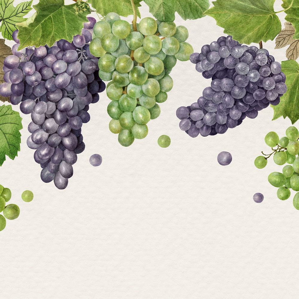 Hand drawn natural fresh grape patterned frame