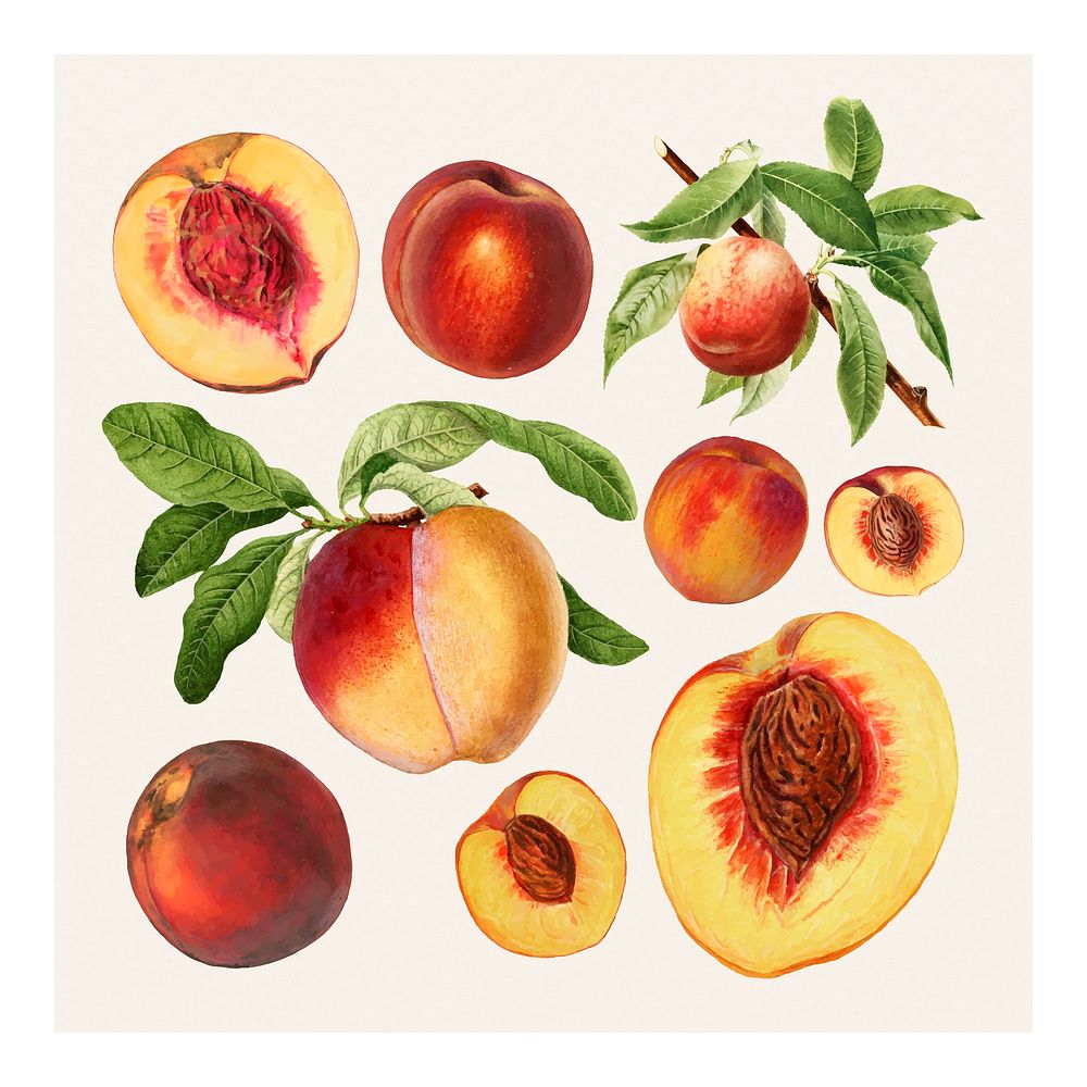 Hand drawn natural fresh peaches