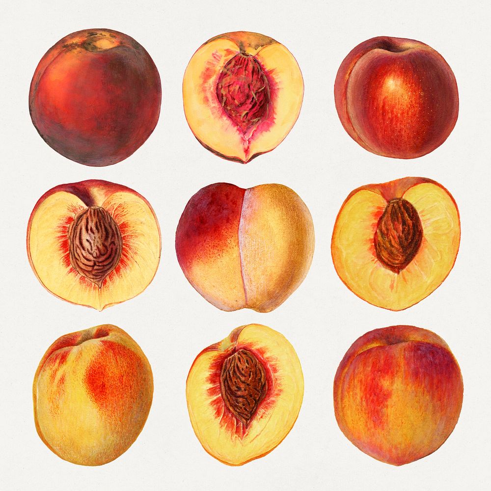 Detailed hand drawn fresh peach set