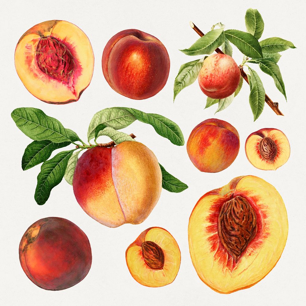 Detailed hand drawn fresh peach set