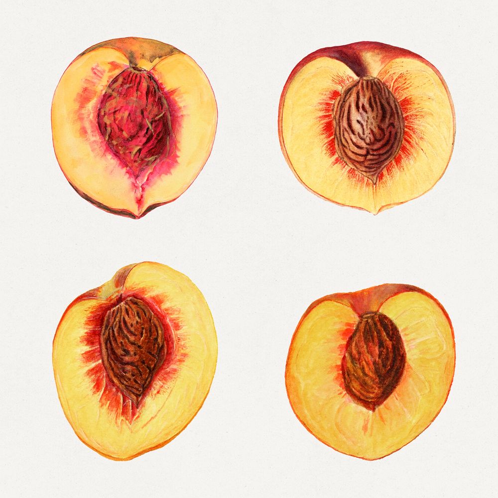 Detailed hand drawn fresh peach set