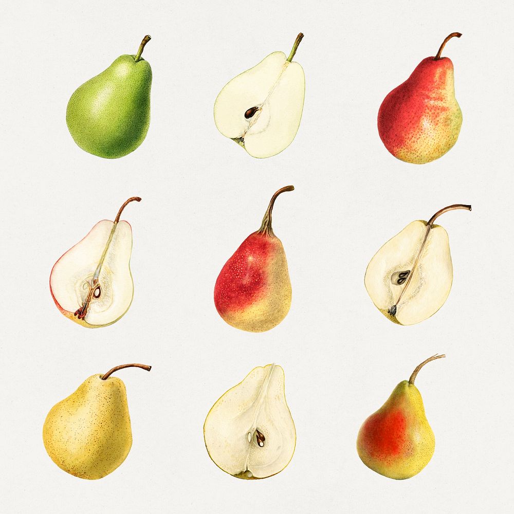 Detailed hand drawn fresh pear set