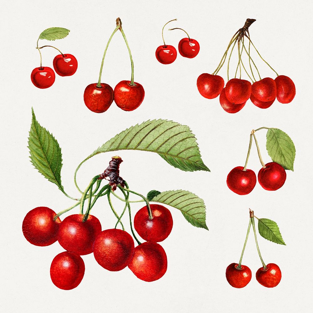 Detailed hand drawn fresh cherries set