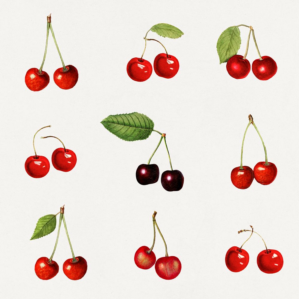 Detailed hand drawn fresh cherries set