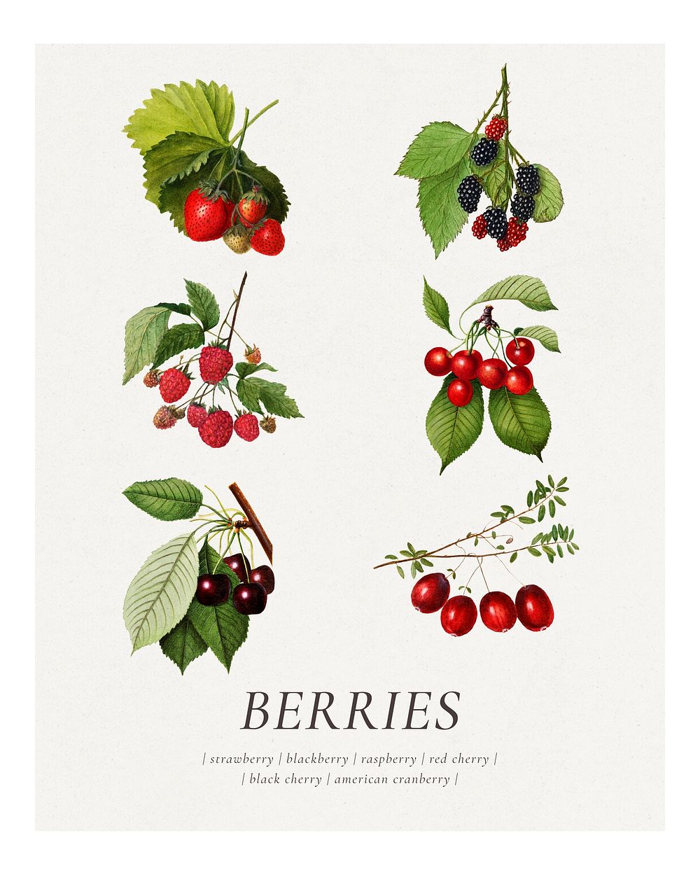 Hand drawn natural fresh mix berries