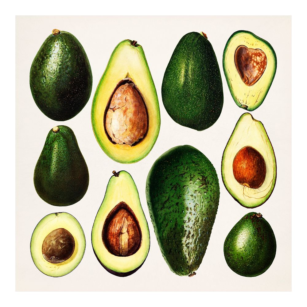 Hand drawn natural fresh avocado