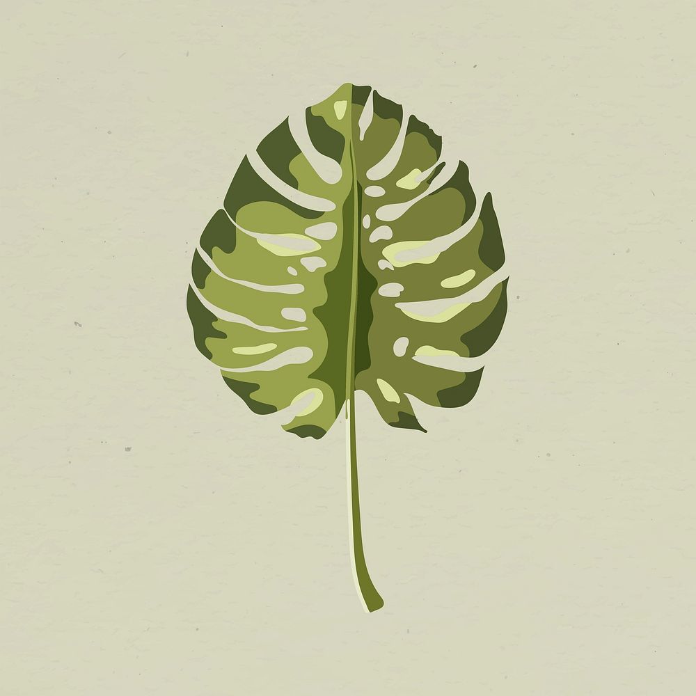 Green monstera leaf design element llustration