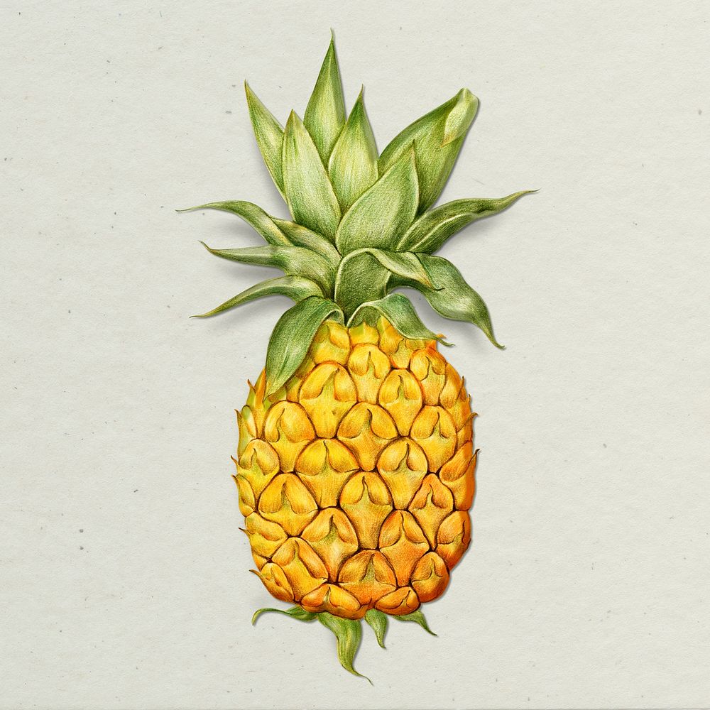 Pineapple illustration pencil colored style