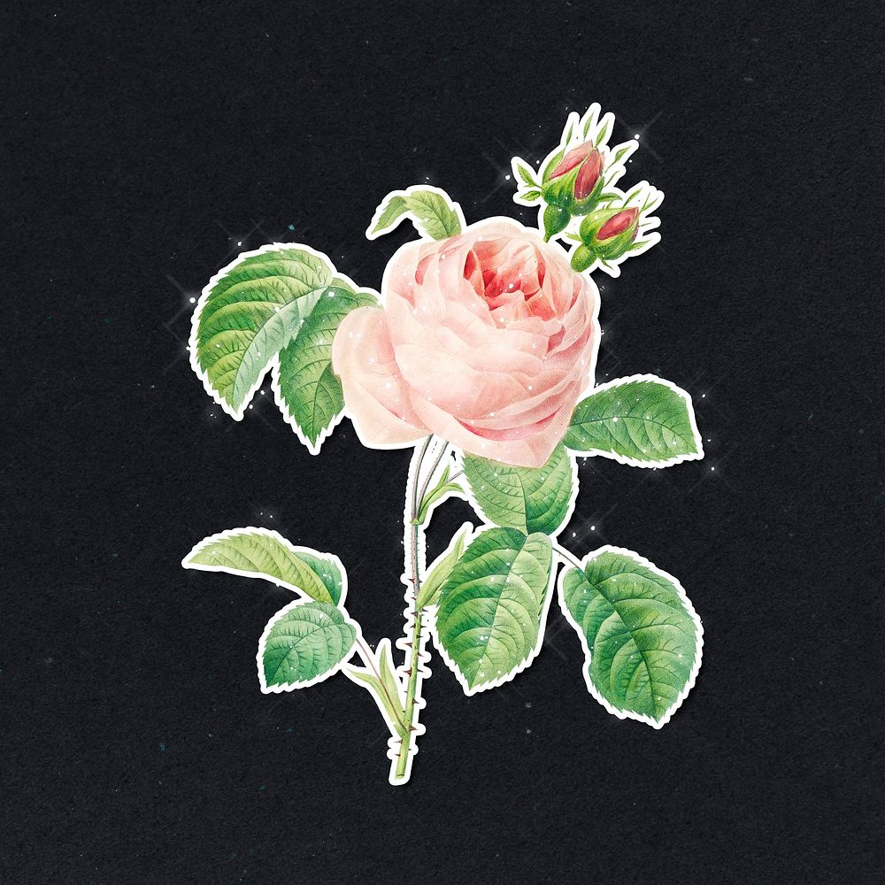 Hand drawn blooming pink rose with sparkle illustration sticker