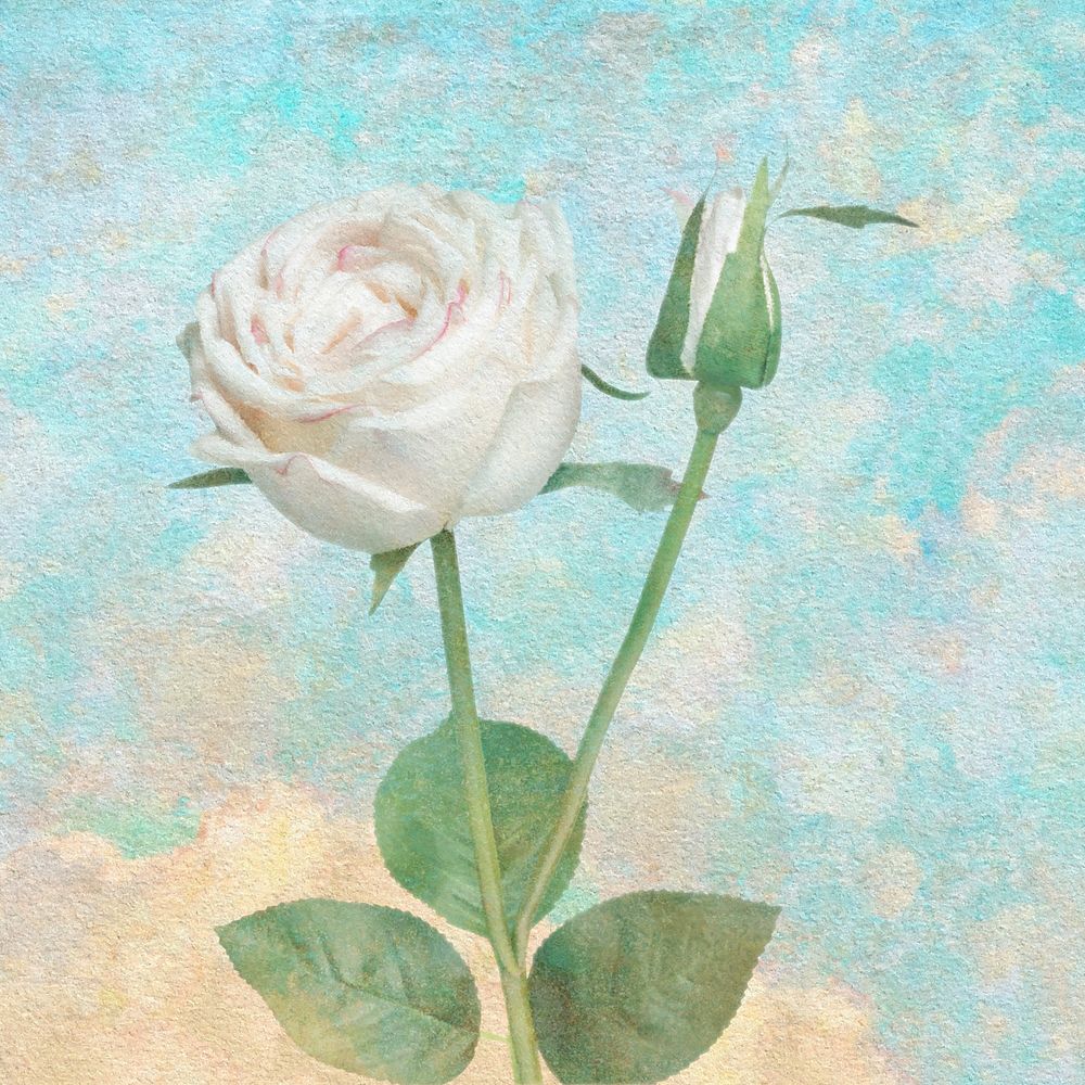 White rose flower design element illustration