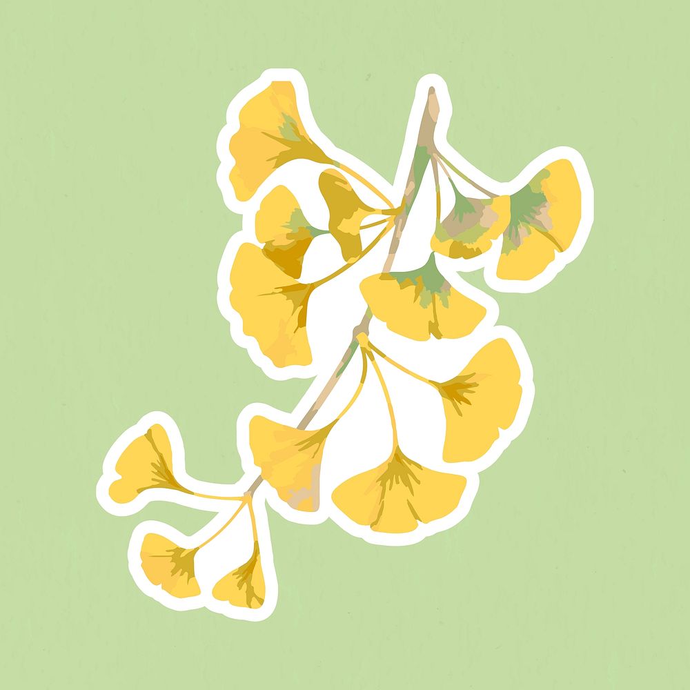 Vectorized branch of yellow ginkgo sticker with a white border