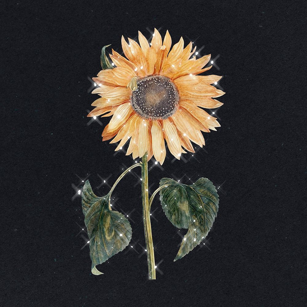 Hand drawn sunflower design element illustration