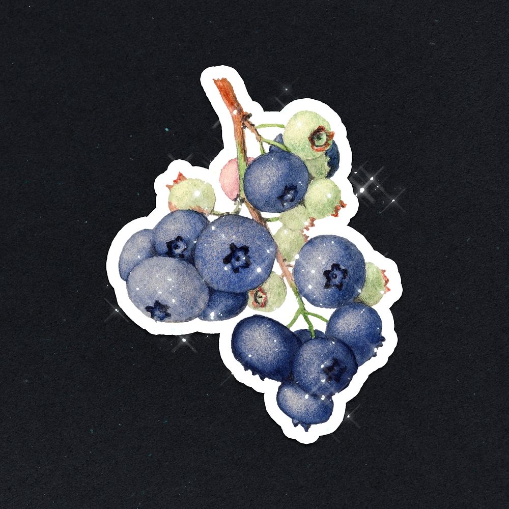 Hand drawn blueberry sticker design element with white border
