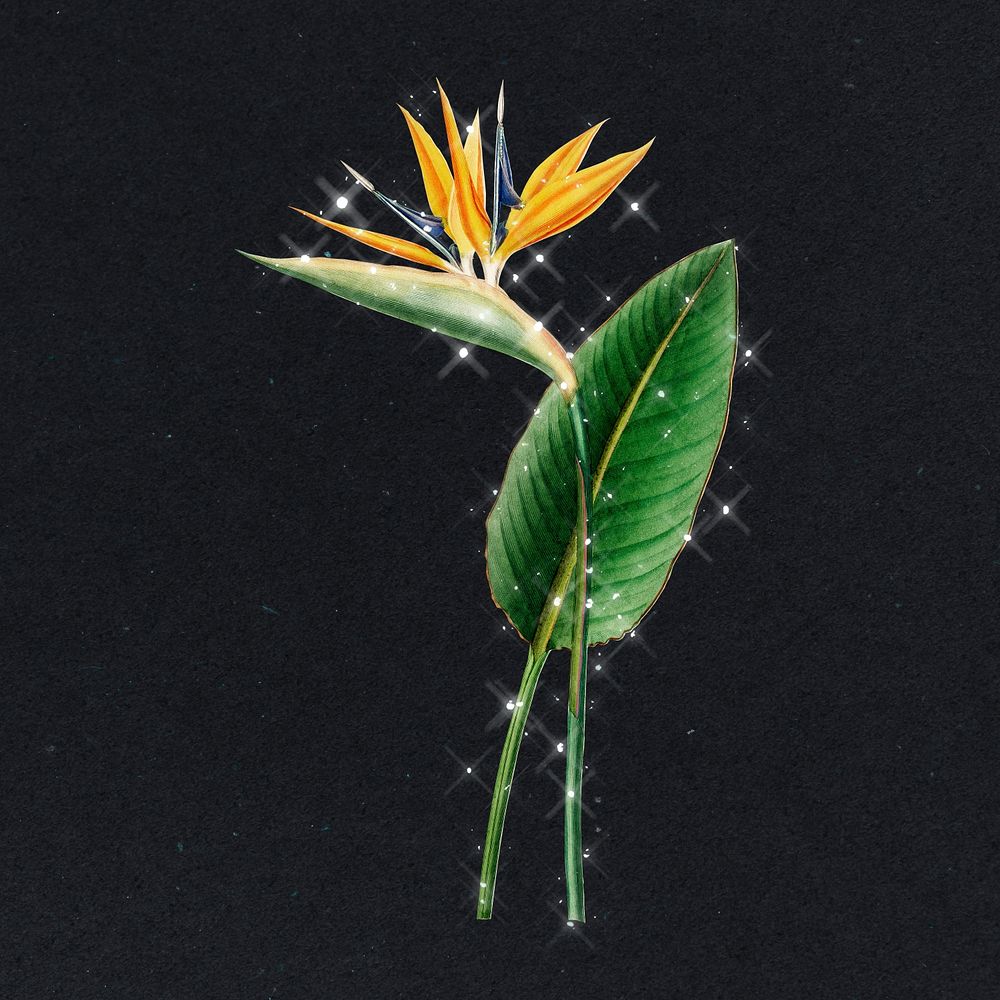 Hand drawn sparkling  bird of paradise flower design element