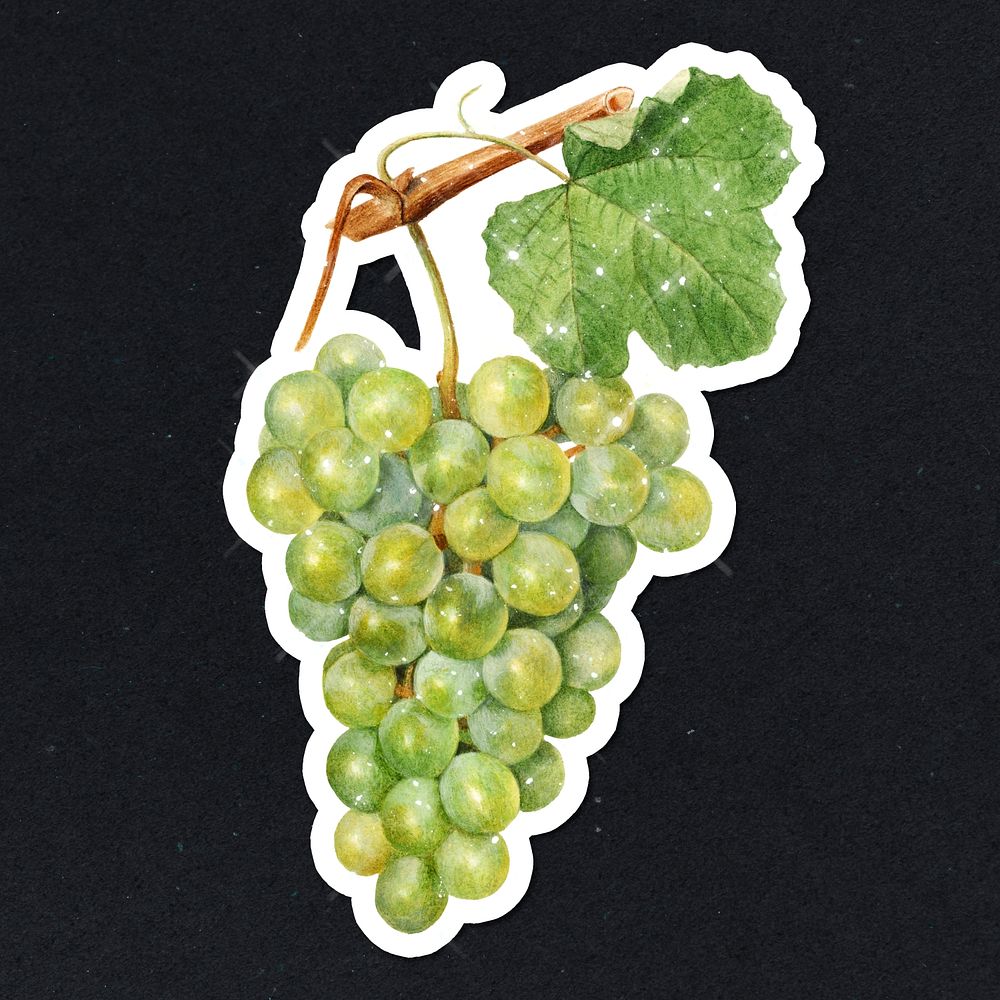 Hand drawn sparkling green grapes sticker with white border