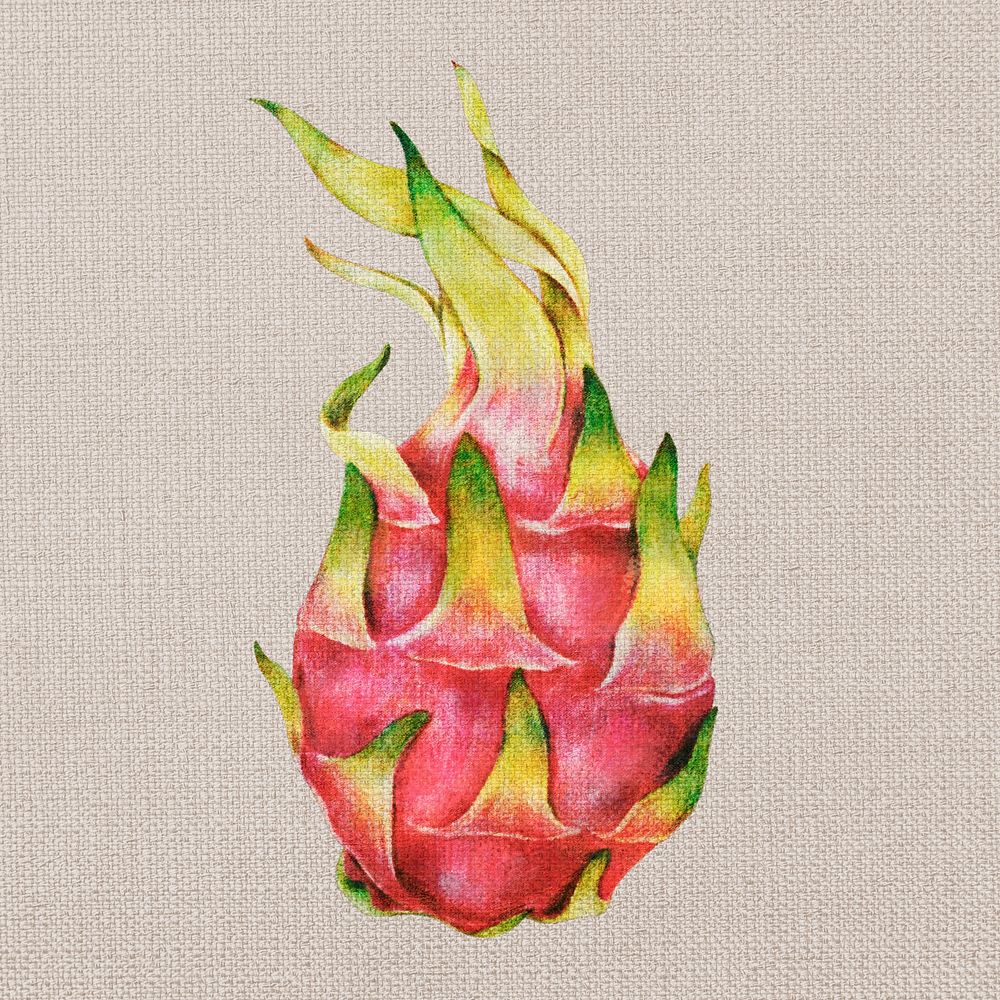 Dragon fruit oil paint style illustration