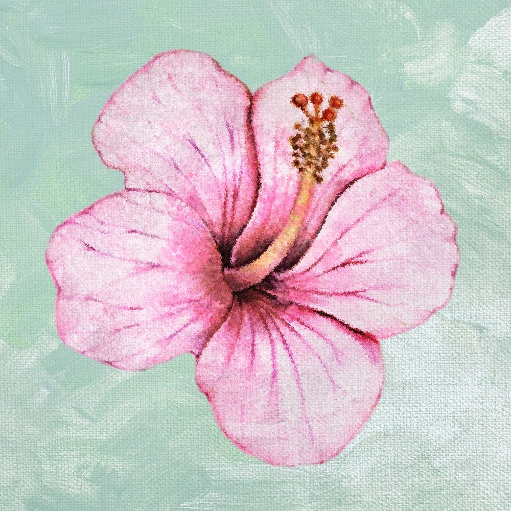 Hibiscus flower watercolor style illustration