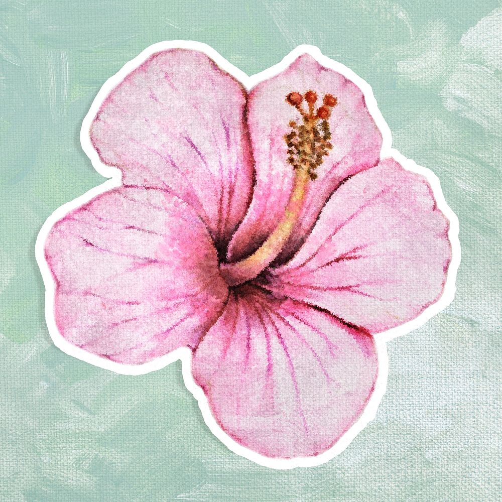 Hibiscus flower watercolor style sticker illustration with white border