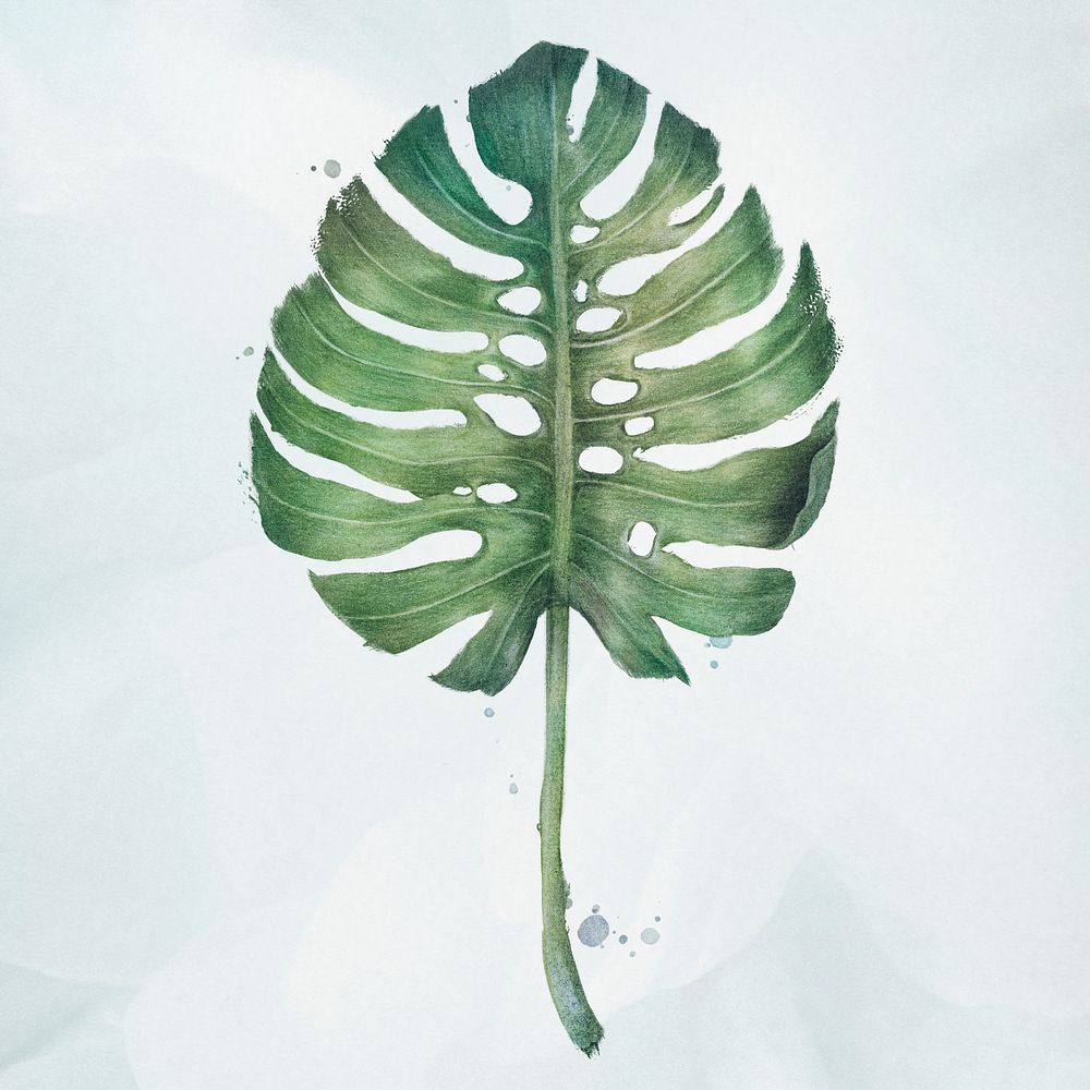 Green monstera leaf watercolor style illustration