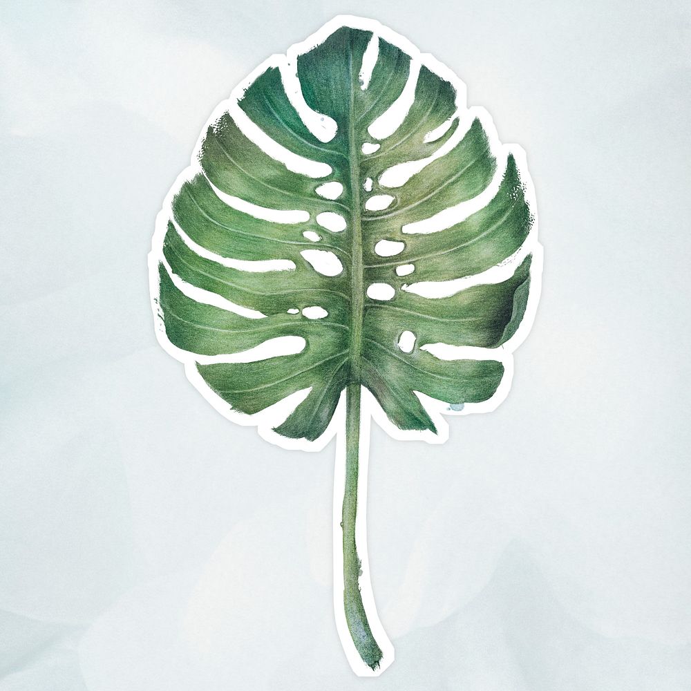 Green monstera leaf watercolor style sticker illustration with white border