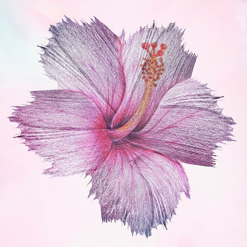 Hibiscus flower watercolor style illustration
