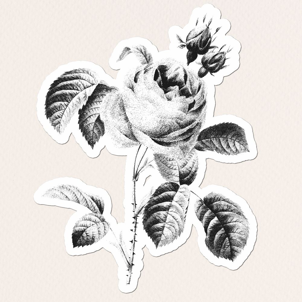 Black and white rose drawing style sticker illustration with white border