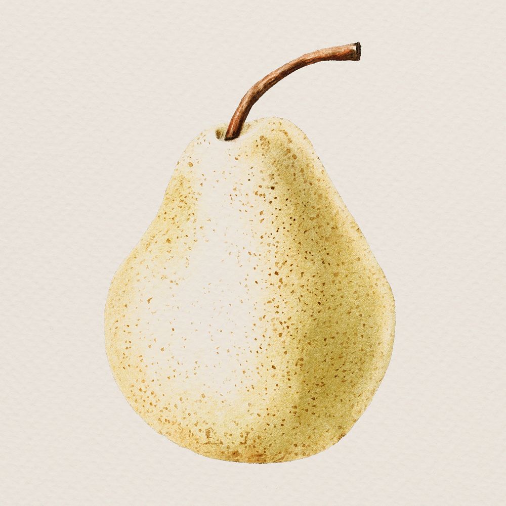 Hand colored pear illustration