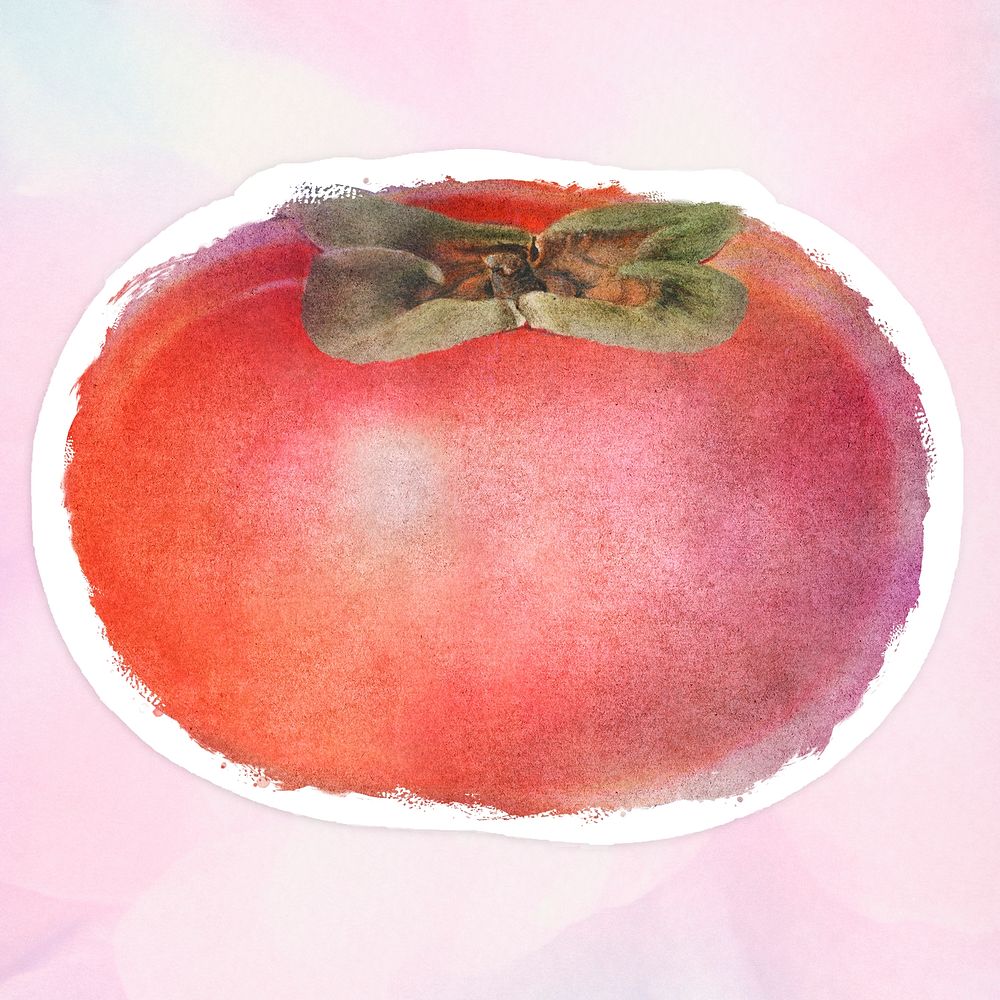 Hand drawn persimmon sticker overlay with a white border in watercolor style 