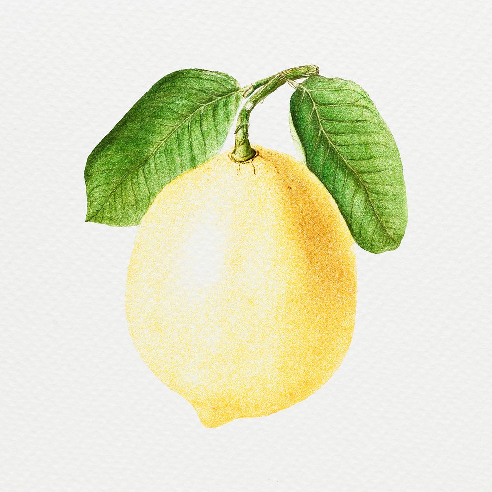 Hand colored yellow lemon fruit design element
