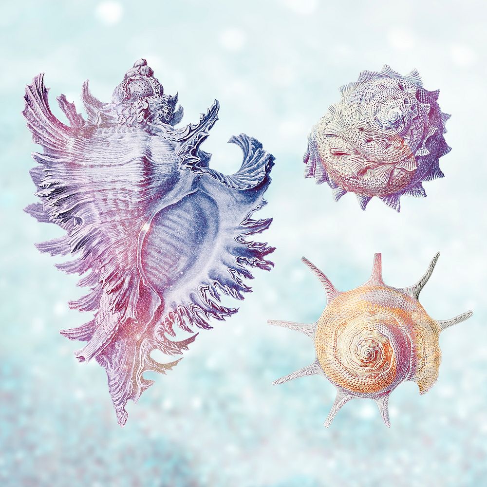 Vintage colorful seashell design resource