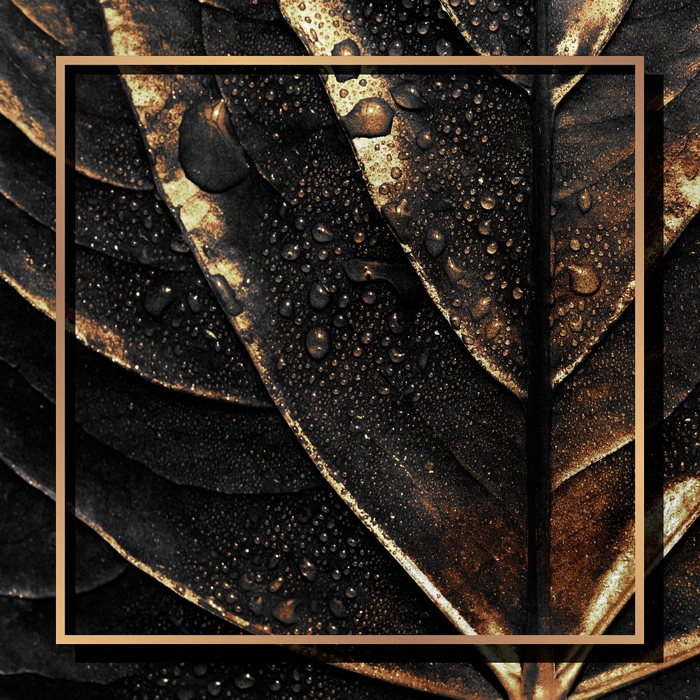 Golden frame on a wet alocasia leaf background